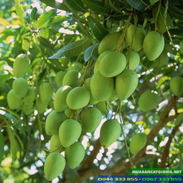 giong_cay_xoai_cat_hoa_loc Giống cây xoài cát hòa lộc