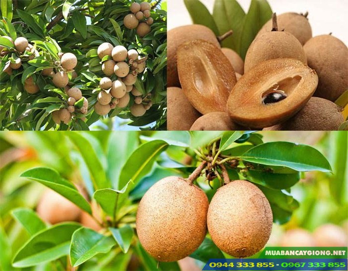 giong_hong_xiem_xoai_sapoche_xa_po_che Hồng Xiêm Xoài Thái: Đặc Điểm, Kỹ Thuật Trồng Và Nơi Bán Cây Giống