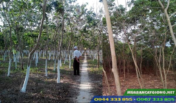 ky_thuat_trong_cay_sua_do Đặc điểm và kỹ thuật trồng cây sưa đỏ