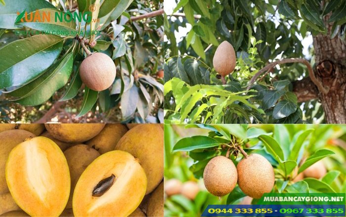 ky_thuat_trong_giong_hong_xiem_xoai Kỹ thuật trồng giống hồng xiêm xoài Thái