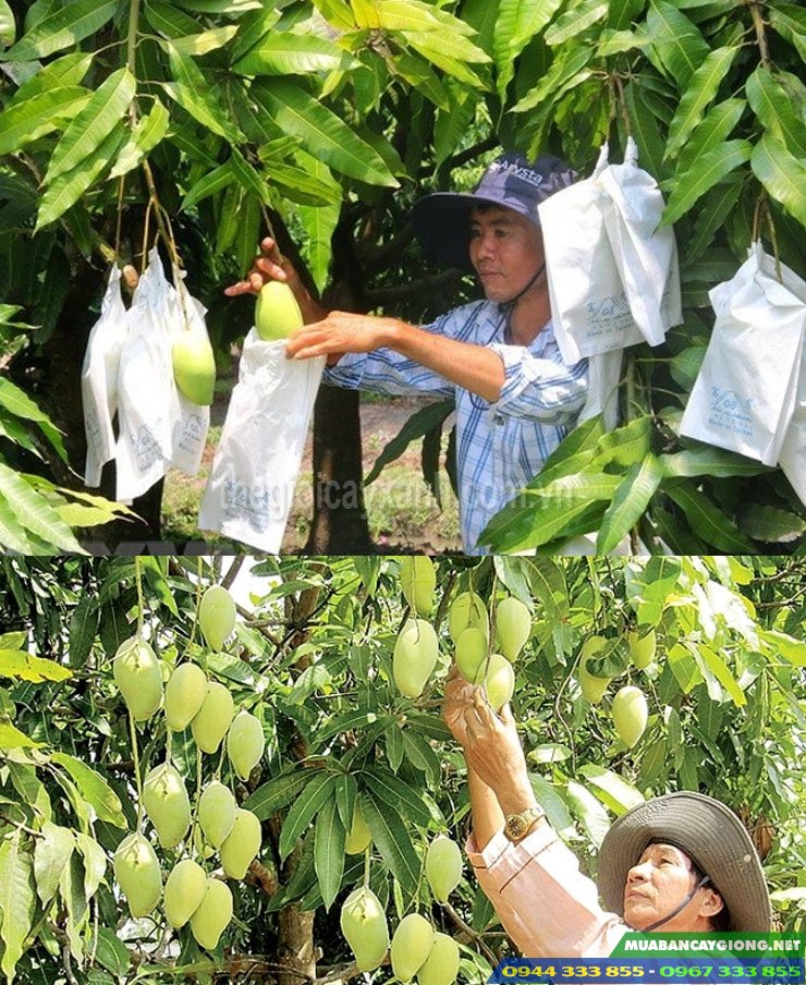 ky_thuat_trong_xoai_cat_hoa_loc Kỹ thuật trồng xoài cát hòa lộc