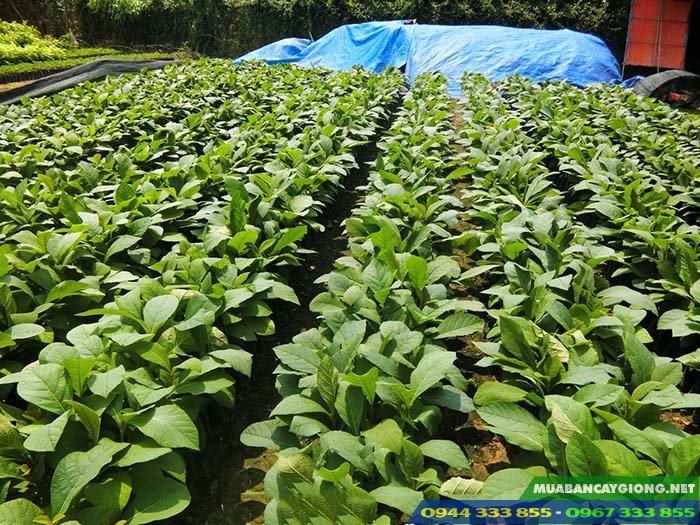 mua_cay_giong_tech_teak_gia_ty_bang_sung Mua cây giống tếch ở đâu đảm bảo?