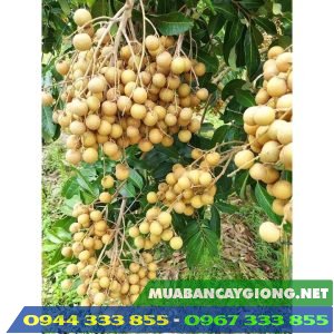 Đặc điểm và kỹ thuật trồng giống nhãn tiêu da bò