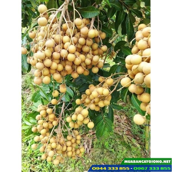 Đặc điểm và kỹ thuật trồng giống nhãn tiêu da bò