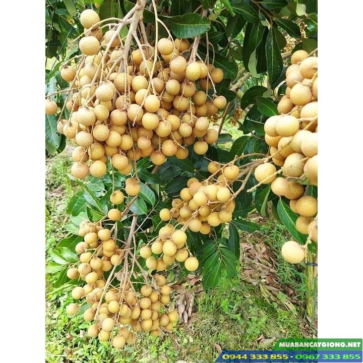Đặc điểm và kỹ thuật trồng giống nhãn tiêu da bò