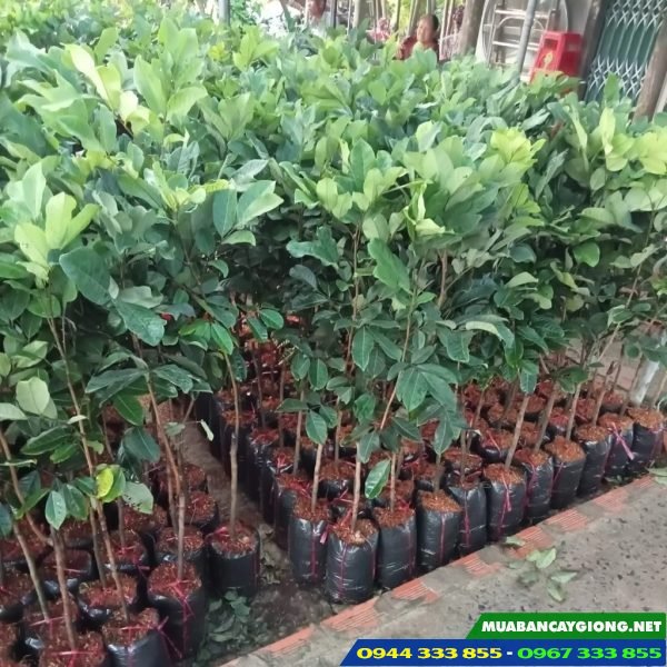 Giá bán và địa chỉ cung cấp giống chôm chôm Thái