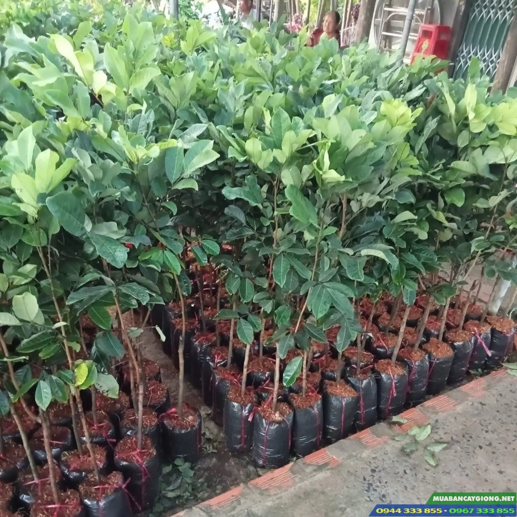 Giá bán và địa chỉ cung cấp giống chôm chôm Thái