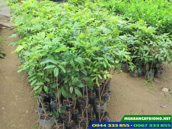 Giá bán và địa chỉ cung cấp giống nhãn tiêu da bò