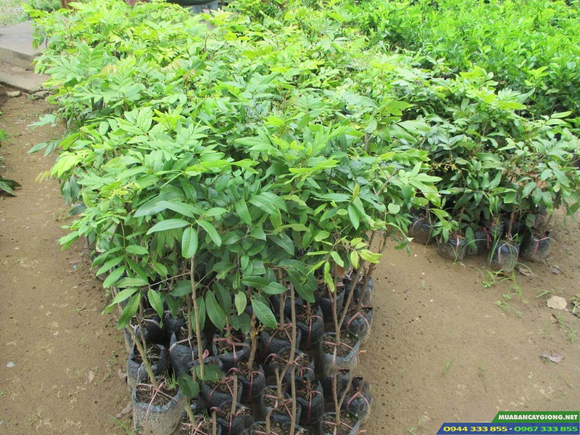 gia_ban_va_dia_chi_cung_cap_giong_nhan_tieu_da_bo Giá bán và địa chỉ cung cấp giống nhãn tiêu da bò