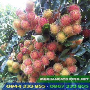 Giống cây chôm chôm Thái Lan