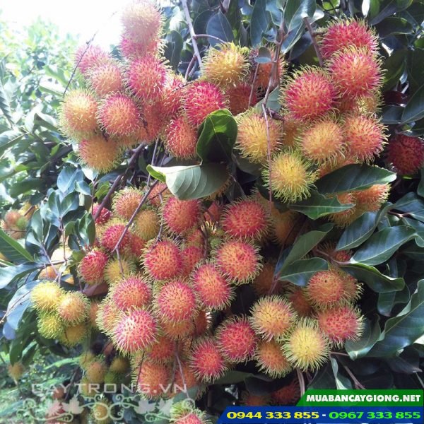 Giống cây chôm chôm Thái Lan