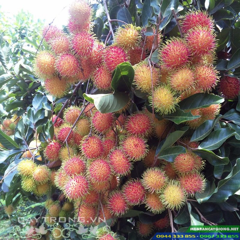 Giống cây chôm chôm Thái Lan