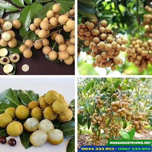 Mua giống cây nhãn tiêu da bò ở đâu?