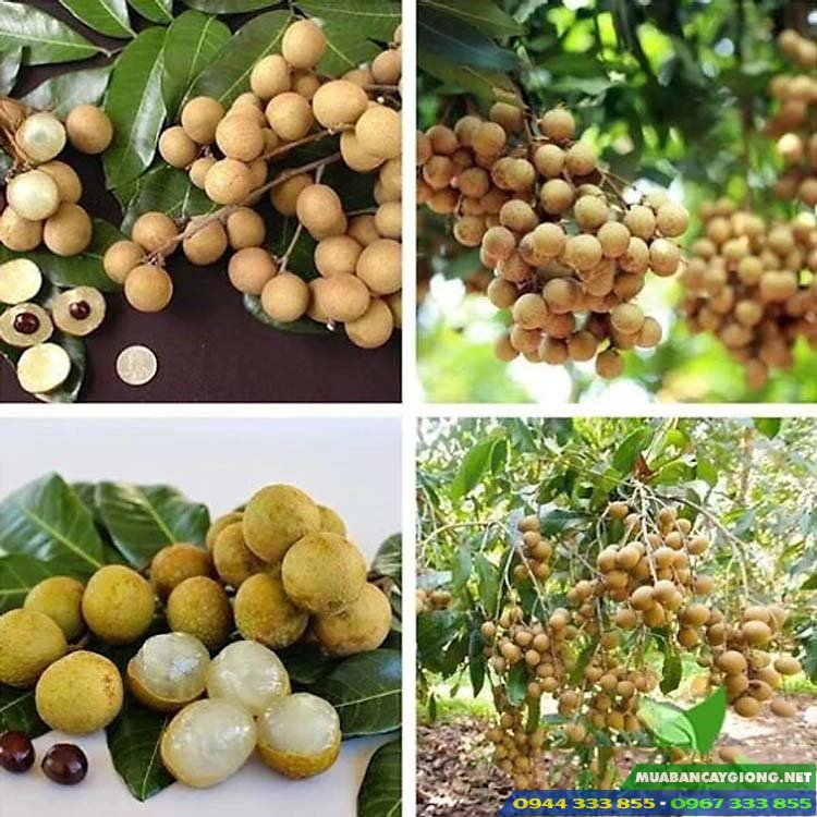 Mua giống cây nhãn tiêu da bò ở đâu?