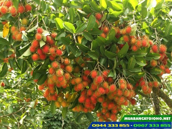 Giống chôm chôm Thái tróc hạt