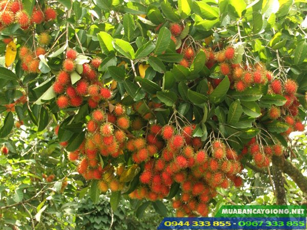 Giống chôm chôm Thái tróc hạt