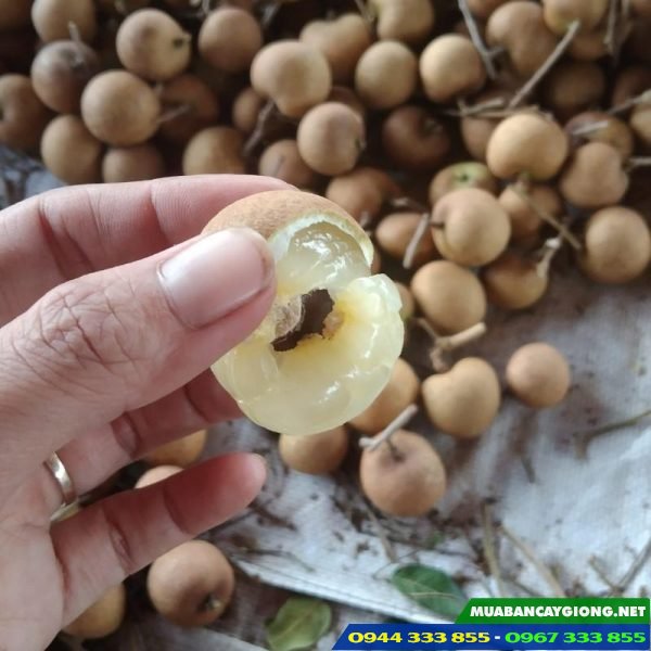 Giống nhãn tiêu da bò siêu trái