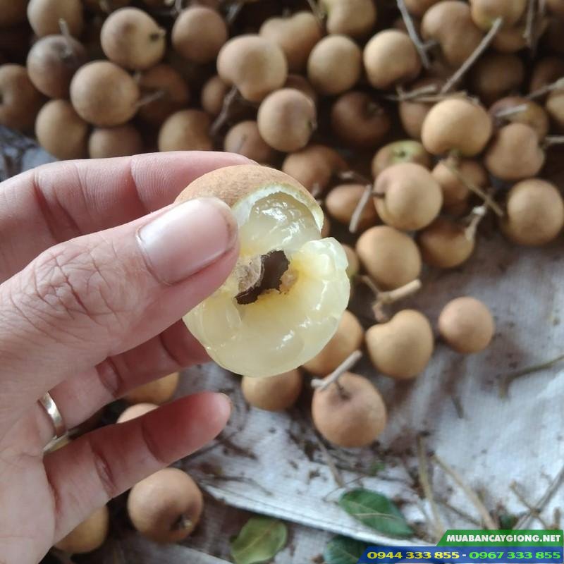 giong_nhan_tieu_da_bo Giống nhãn tiêu da bò siêu trái