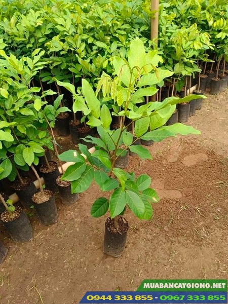 Mua cây giống chôm chôm Thái ở đâu đảm bảo